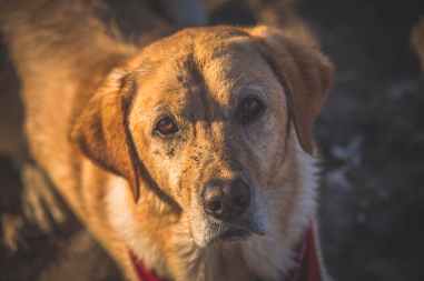 close up photography of adult golden retriever